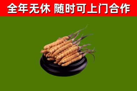 桦南烟酒回收冬虫夏草.jpg